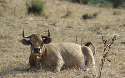 2016-09, Mog Aubrac, 29, vache Aubrac.jpg