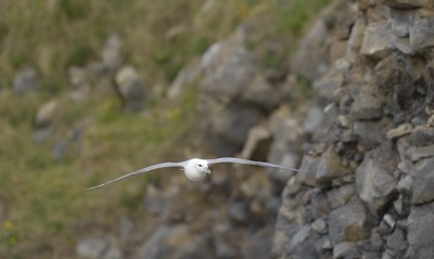 _D4S1384 fulmar.jpg