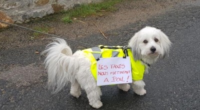 chien-manifestant-740x410.jpg