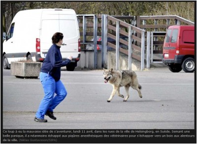 Loup en goguette.JPG