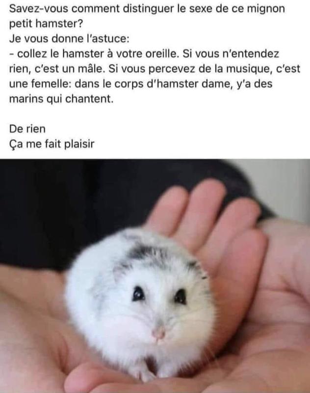 hamster.jpg